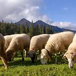 Goralka